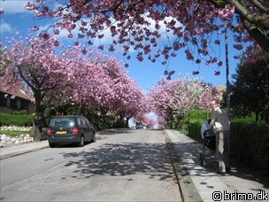 Miniature af billede nummer 19