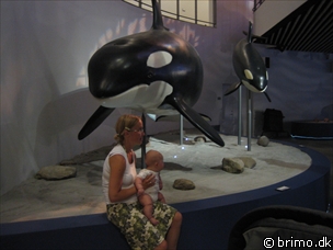 Miniature af billede nummer 216