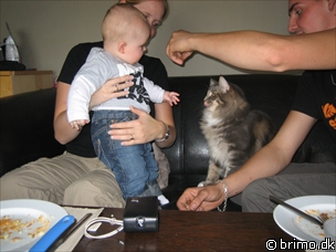 Miniature af billede nummer 303