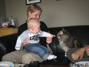 Miniature af billede nummer 304