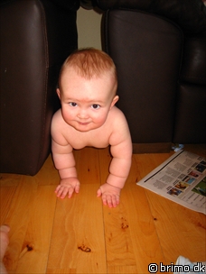 Miniature af billede nummer 495