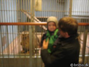 Miniature af billede nummer 501