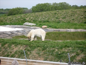 Miniature af billede nummer 527