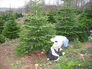 Miniature af billede nummer 720