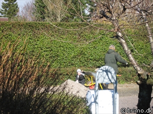 Miniature af billede nummer 787