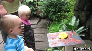 Miniature af billede nummer 937