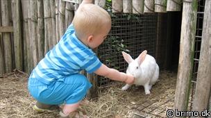 Miniature af billede nummer 940