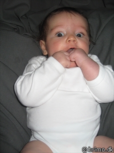 Miniature af billede nummer 1031