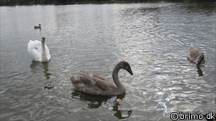 Miniature af billede nummer 1402