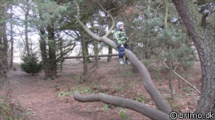 Miniature af billede nummer 1559