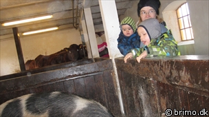 Miniature af billede nummer 1564