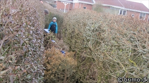 Miniature af billede nummer 1574