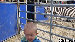 Miniature af billede nummer 1597