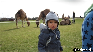 Miniature af billede nummer 1598