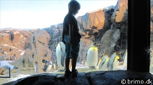 Miniature af billede nummer 1708