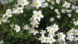 Miniature af billede nummer 2024