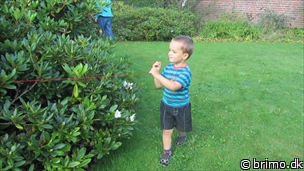 Miniature af billede nummer 2161