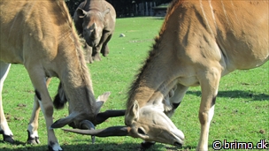 Miniature af billede nummer 2171