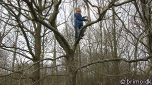 Miniature af billede nummer 2349