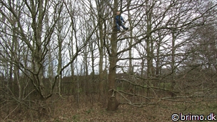 Miniature af billede nummer 2350