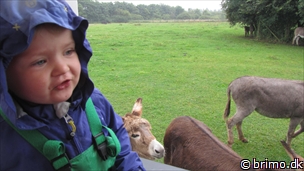 Miniature af billede nummer 2506