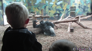 Miniature af billede nummer 2507