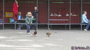 Miniature af billede nummer 2661