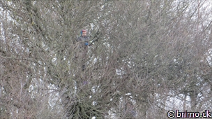 Miniature af billede nummer 2903