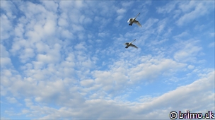 Miniature af billede nummer 2977