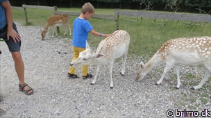 Miniature af billede nummer 3064