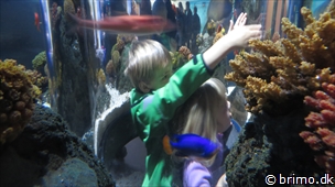 Miniature af billede nummer 3129