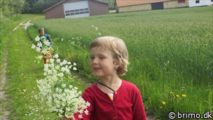 Miniature af billede nummer 3373