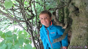 Miniature af billede nummer 3442