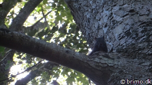 Miniature af billede nummer 3448