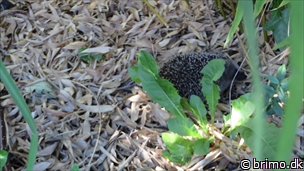 Miniature af billede nummer 3537