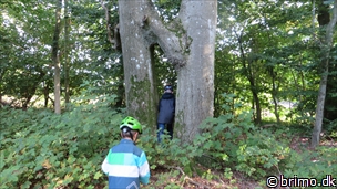 Miniature af billede nummer 3554