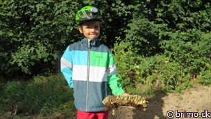 Miniature af billede nummer 3555