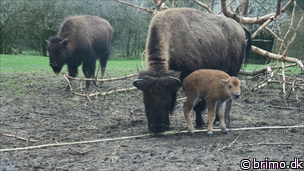 Miniature af billede nummer 7950