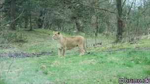 Miniature af billede nummer 7952