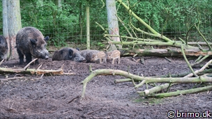 Miniature af billede nummer 7989