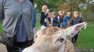 Miniature af billede nummer 7990