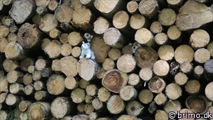 Miniature af billede nummer 8099