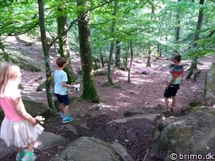 Miniature af billede nummer 8119