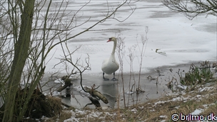 Miniature af billede nummer 9240