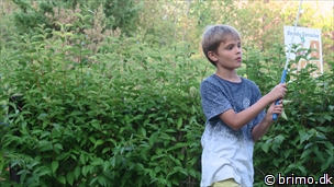 Miniature af billede nummer 10306