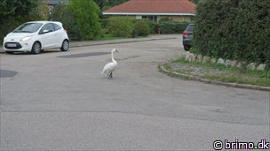 Miniature af billede nummer 10416