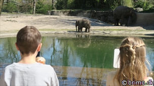 Miniature af billede nummer 10460