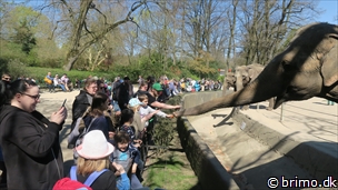 Miniature af billede nummer 10462