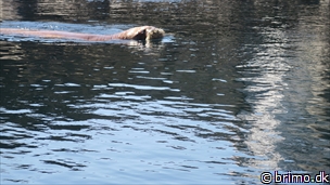 Miniature af billede nummer 10467