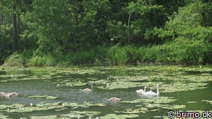 Miniature af billede nummer 10512